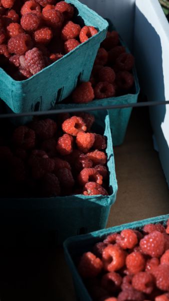 Fresh-picked raspberries.