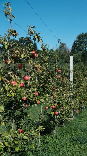 Apple trees beneath a clear blue sky.