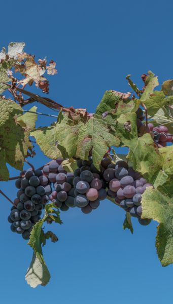Grapes ripening on the vine.