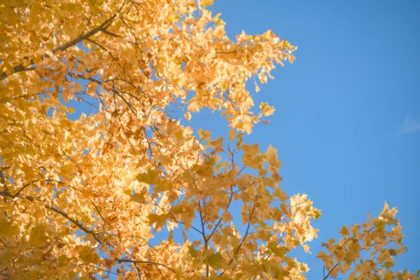 Autumn