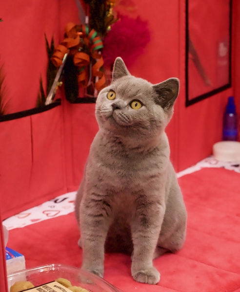 CFA International Cat Show & Expo